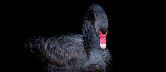 Black Swan Alert